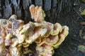 The sulfur-yellow tinder (Latin LaetÃÂ­porus sulphÃÂºreus) is a fungus grown Royalty Free Stock Photo
