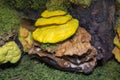 The sulfur-yellow tinder mushroom Latin LaetÃÂ­porus sulphÃÂºreus is yellow on a stump against a background of green grass. Plants m Royalty Free Stock Photo