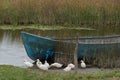 SULINA, DANUBE DELTA/ROMANIA - SEPTEMBER 23 : Domesticated ducks Royalty Free Stock Photo