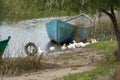 SULINA, DANUBE DELTA/ROMANIA - SEPTEMBER 23 : Domesticated ducks