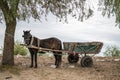 SULINA, DANUBE DELTA/ROMANIA - SEPTEMBER 23 : Horse and cart in Royalty Free Stock Photo