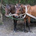 SULINA, DANUBE DELTA/ROMANIA - SEPTEMBER 23 : Working horses in Royalty Free Stock Photo