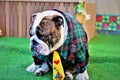 Sulky english bulldog sitting in shirt and tie for canine june party Royalty Free Stock Photo