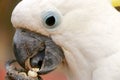 Sulpher crested cockatoo Royalty Free Stock Photo