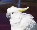 Sulpher Crested Cockatoo With White plumage