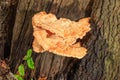 Sulpher Fungi Royalty Free Stock Photo