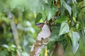 Sulphur-billed Nuthatch Royalty Free Stock Photo