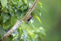 Sulphur-billed Nuthatch Royalty Free Stock Photo