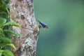 Sulphur-billed Nuthatch Royalty Free Stock Photo