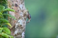 Sulphur-billed Nuthatch Royalty Free Stock Photo