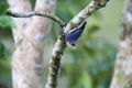 Sulphur-billed Nuthatch Royalty Free Stock Photo