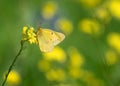 Sulphur butterfly feeding on yellow spring flowers Royalty Free Stock Photo