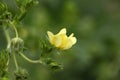 Sulphur cinquefoil (Potentilla recta) Royalty Free Stock Photo