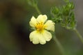Sulphur cinquefoil (Potentilla recta) Royalty Free Stock Photo