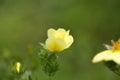 Sulphur cinquefoil (Potentilla recta) Royalty Free Stock Photo