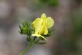 Sulphur cinquefoil (Potentilla recta) Royalty Free Stock Photo