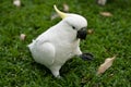 A Sulphur-crested Cockatoo