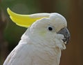 Sulphur Crested Cockatoo