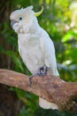 Sulphur-crested cockatoo