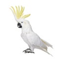 Sulphur-crested Cockatoo (22 years) Royalty Free Stock Photo