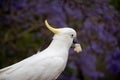 Sulphur-crested cockatoo with bread in his beak and beautiful blooming jacaranda tree background Royalty Free Stock Photo