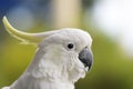 Sulphur-crested Cockatoo (Cacatua galerita)