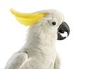 Sulphur-crested Cockatoo, Cacatua galerita, 30 years old Royalty Free Stock Photo