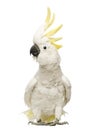Sulphur-crested Cockatoo, Cacatua galerita, 30 years old, with crest up Royalty Free Stock Photo
