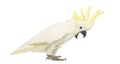 Sulphur-crested Cockatoo, Cacatua galerita, 30 years old, with crest up