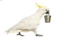 Sulphur-crested Cockatoo, Cacatua galerita, 30 years old, walking and holding a bucket in its beak