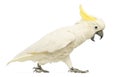 Sulphur-crested Cockatoo, Cacatua galerita, 30 years old, walking with its beak open