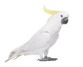 Sulphur-crested Cockatoo - Cacatua Galerita