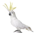 Sulphur-crested Cockatoo - Cacatua Galerita