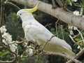 Sulphur-crested Cockatoo (Cacatua galerita) Royalty Free Stock Photo