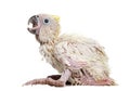 Sulphur-crested Cockatoo, Cacatua galerita