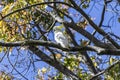 The sulphur-crested cockatoo Cacatua galerita