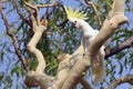 The sulphur crested cockatoo Cacatua galerita is a relatively large white cockatoo found in wooded habitats in Australia and New