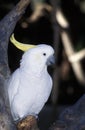 Sulphur-Crested Cockatoo, Cacatua galerita