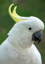 Sulphur-crested cockatoo (cacatua galerita)