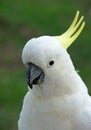 Sulphur-crested cockatoo (cacatua galerita)