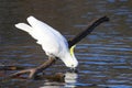 Sulphur-crested Cockatoo drinking Royalty Free Stock Photo