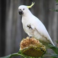 Sulphur-crested Cockatoo eating on sunflower