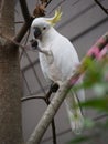 A sulphur-crested cockatoo eating lunch Sydney in winter