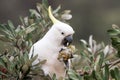 Sulphur-crested Cockatoo