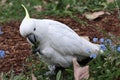 Sulphur-crested Cockatoo feeding Royalty Free Stock Photo