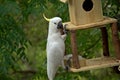 Cockatoo hanging onto a bird feeder