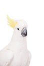 Sulphur-crested Cockatoo, isolated on white