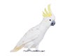 Sulphur-crested Cockatoo, isolated on white