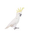 Sulphur-crested Cockatoo, isolated on white