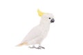 Sulphur-crested Cockatoo, isolated on white